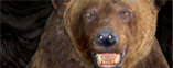 BROWN BEAR - ROMANIA