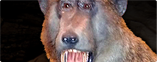 BABOON