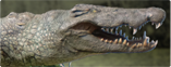 CROCODILE