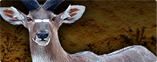 Nyala