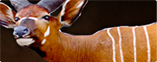 Bongo