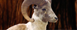 Argali