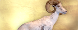 Argali Gobi