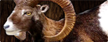 MOUFLON