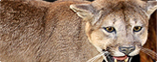 PUMA/COUGOUAR