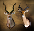Kudu - Impala