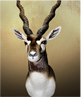 BLACK ANTILOPE
