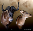 GNU - BLUE DUIKER