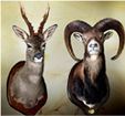 ROE DEER - MUFLÓN