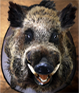 WILD BOAR