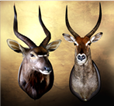 Nyala Waterbuck