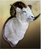 MOUFLON DE DALL